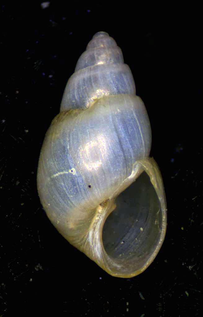 Odostomia